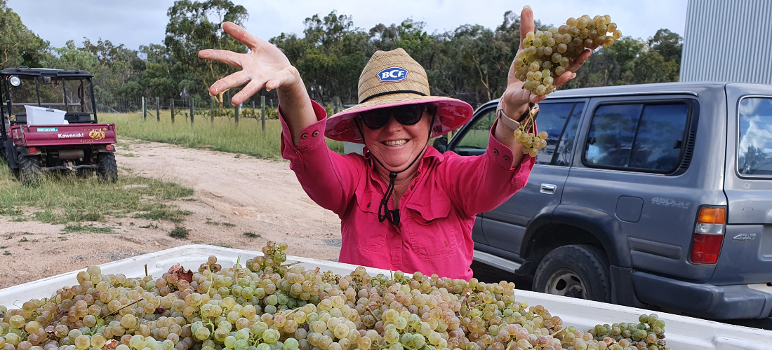 Woman picking grapes at View Wine vineyard 